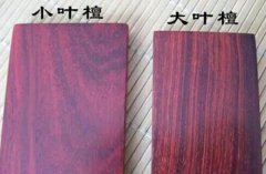 大叶紫檀（卢氏黑黄檀与小叶紫檀的区别